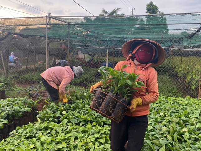 Cây cà phê giống 'cháy' hàng- Ảnh 1. Cây cà phê giống 'cháy' hàng- Ảnh 1.