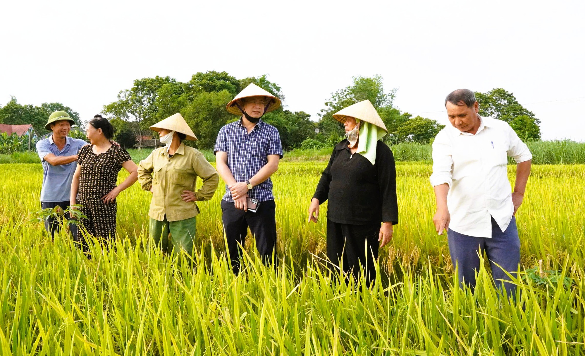 Nông dân mất mùa vì hàng chục ha lúa không chịu… "cúi đầu"- Ảnh 2. Nông dân mất mùa vì hàng chục ha lúa không chịu… "cúi đầu"- Ảnh 2.
