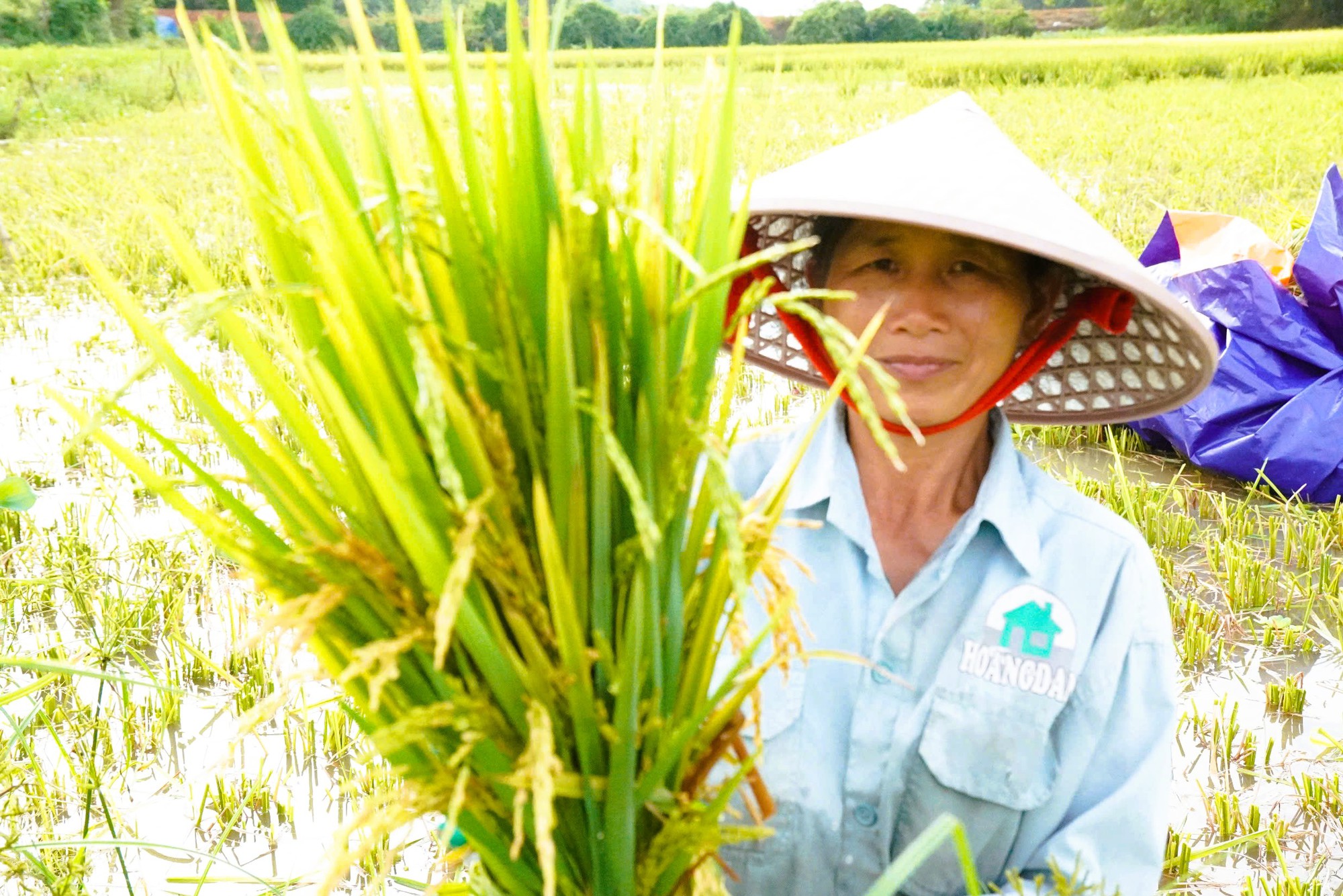 Nông dân mất mùa vì hàng chục ha lúa không chịu… "cúi đầu"- Ảnh 1. Nông dân mất mùa vì hàng chục ha lúa không chịu… "cúi đầu"- Ảnh 1.
