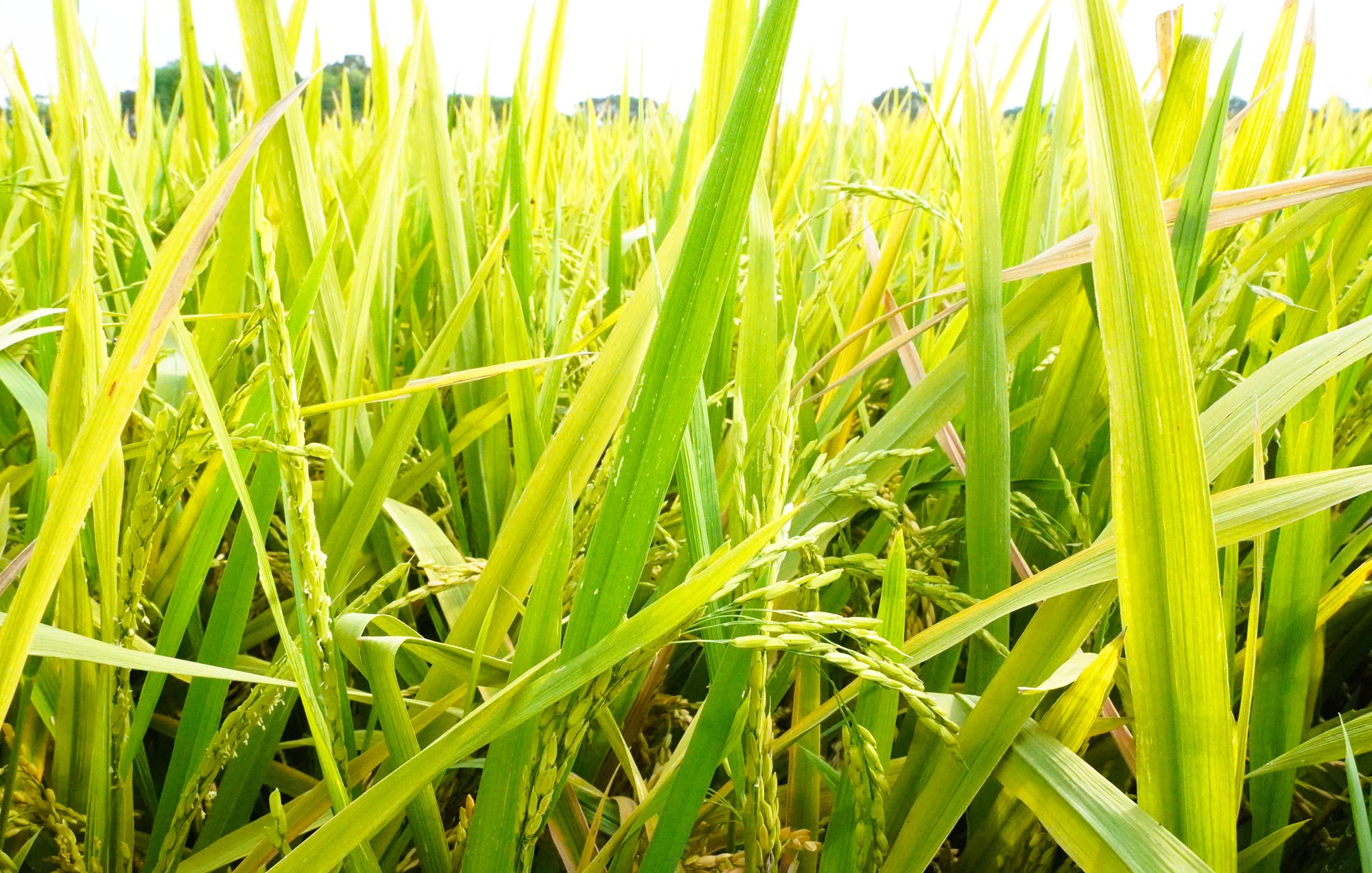 Nông dân mất mùa vì hàng chục ha lúa không chịu… "cúi đầu"- Ảnh 3. Nông dân mất mùa vì hàng chục ha lúa không chịu… "cúi đầu"- Ảnh 3.