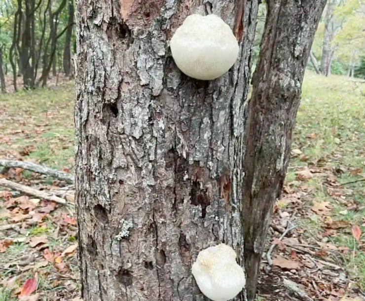 Vài triệu 1kg “thực phẩm của hoàng đế”, ở Việt Nam cũng nuôi trồng được- Ảnh 3. Vài triệu 1kg “thực phẩm của hoàng đế”, ở Việt Nam cũng nuôi trồng được- Ảnh 3.