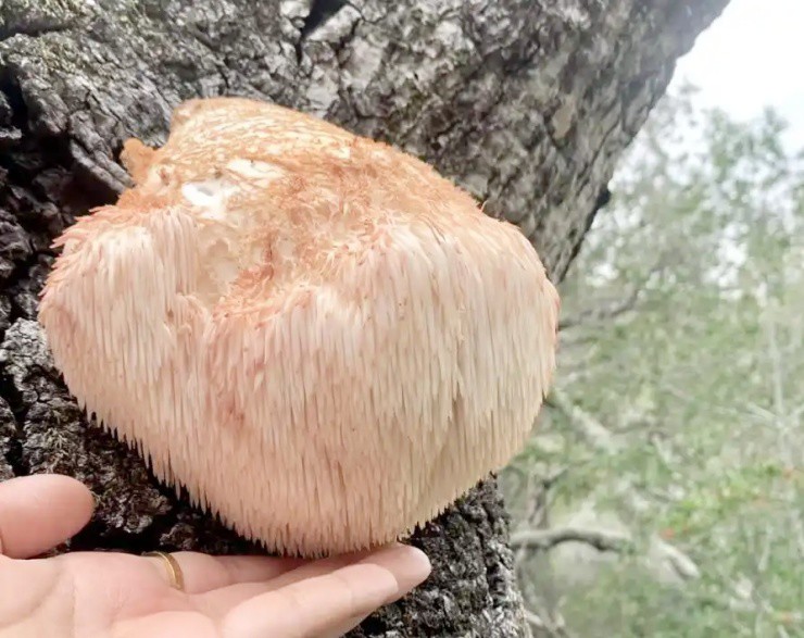 Vài triệu 1kg “thực phẩm của hoàng đế”, ở Việt Nam cũng nuôi trồng được- Ảnh 2. Vài triệu 1kg “thực phẩm của hoàng đế”, ở Việt Nam cũng nuôi trồng được- Ảnh 2.