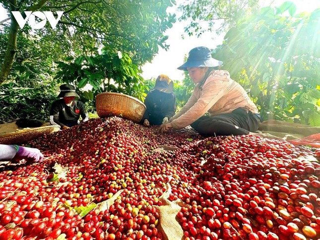 Việt Nam có cà phê đặc sản, giá cao gấp đôi mặt bằng thế giới- Ảnh 3. Việt Nam có cà phê đặc sản, giá cao gấp đôi mặt bằng thế giới- Ảnh 3.