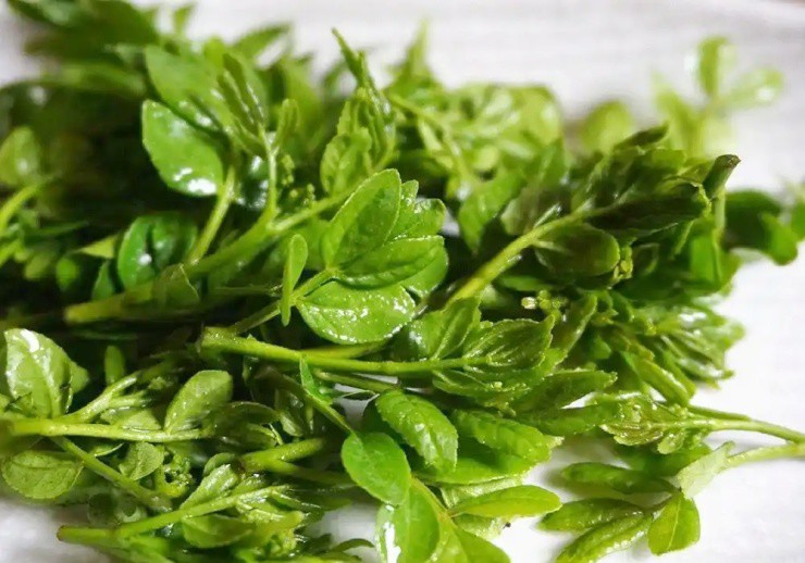 Cây xưa chỉ trồng lấy quả, nay ngắt lá đem bán cũng ra tiền- Ảnh 3. Cây xưa chỉ trồng lấy quả, nay ngắt lá đem bán cũng ra tiền- Ảnh 3.