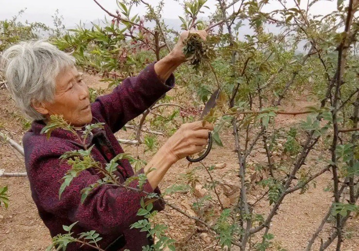 Cây xưa chỉ trồng lấy quả, nay ngắt lá đem bán cũng ra tiền- Ảnh 1. Cây xưa chỉ trồng lấy quả, nay ngắt lá đem bán cũng ra tiền- Ảnh 1.