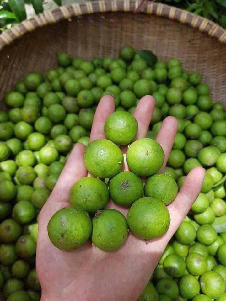 Loại quả chát xít, ngày xưa ăn với muối ớt “cho vui”, giờ thành đặc sản phố cổ Hà Nội khiến khách Tây phát cuồng- Ảnh 2. Loại quả chát xít, ngày xưa ăn với muối ớt “cho vui”, giờ thành đặc sản phố cổ Hà Nội khiến khách Tây phát cuồng- Ảnh 2.