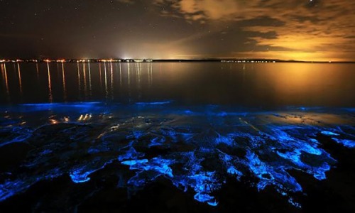Bãi biển Hạ Long phát sáng kỳ ảo trong đêm, dân mạng phát sốt, du khách rủ nhau đi săn hiện tượng lạ- Ảnh 8. Bãi biển Hạ Long phát sáng kỳ ảo trong đêm, dân mạng phát sốt, du khách rủ nhau đi săn hiện tượng lạ- Ảnh 8.