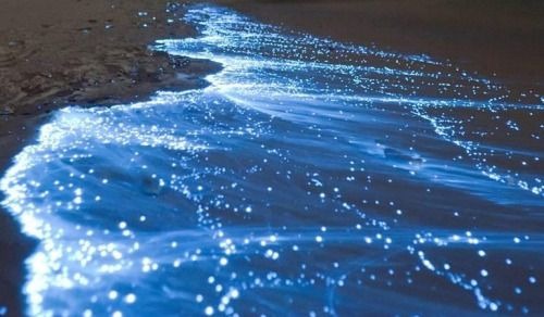 Bãi biển Hạ Long phát sáng kỳ ảo trong đêm, dân mạng phát sốt, du khách rủ nhau đi săn hiện tượng lạ- Ảnh 9. Bãi biển Hạ Long phát sáng kỳ ảo trong đêm, dân mạng phát sốt, du khách rủ nhau đi săn hiện tượng lạ- Ảnh 9.