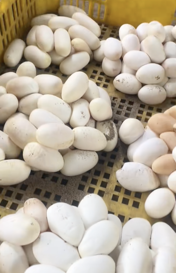Một thứ đặc sản “kinh dị” đang gây sốt với giá 1 triệu đồng 20 quả, có hẳn truyền thuyết phía sau- Ảnh 4.