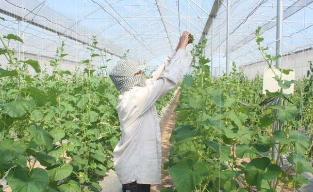 Hà Nội: Cho phép xây dựng công trình trên đất nông nghiệp để phục vụ sản xuất- Ảnh 1. Hà Nội: Cho phép xây dựng công trình trên đất nông nghiệp để phục vụ sản xuất- Ảnh 1.