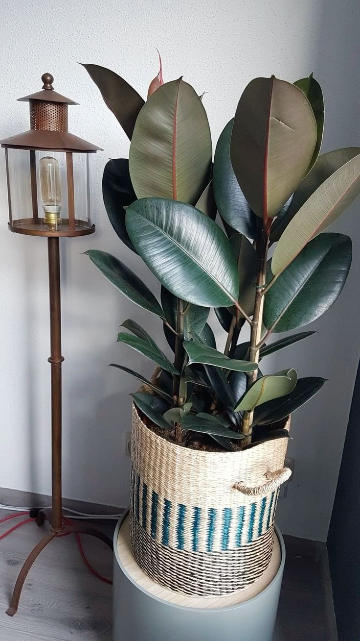 Nhà giàu thường đặt 6 loại cây này để trấn giữ của cải, biến nguy thành an, mở đường cho tài vận- Ảnh 8. Nhà giàu thường đặt 6 loại cây này để trấn giữ của cải, biến nguy thành an, mở đường cho tài vận- Ảnh 8.