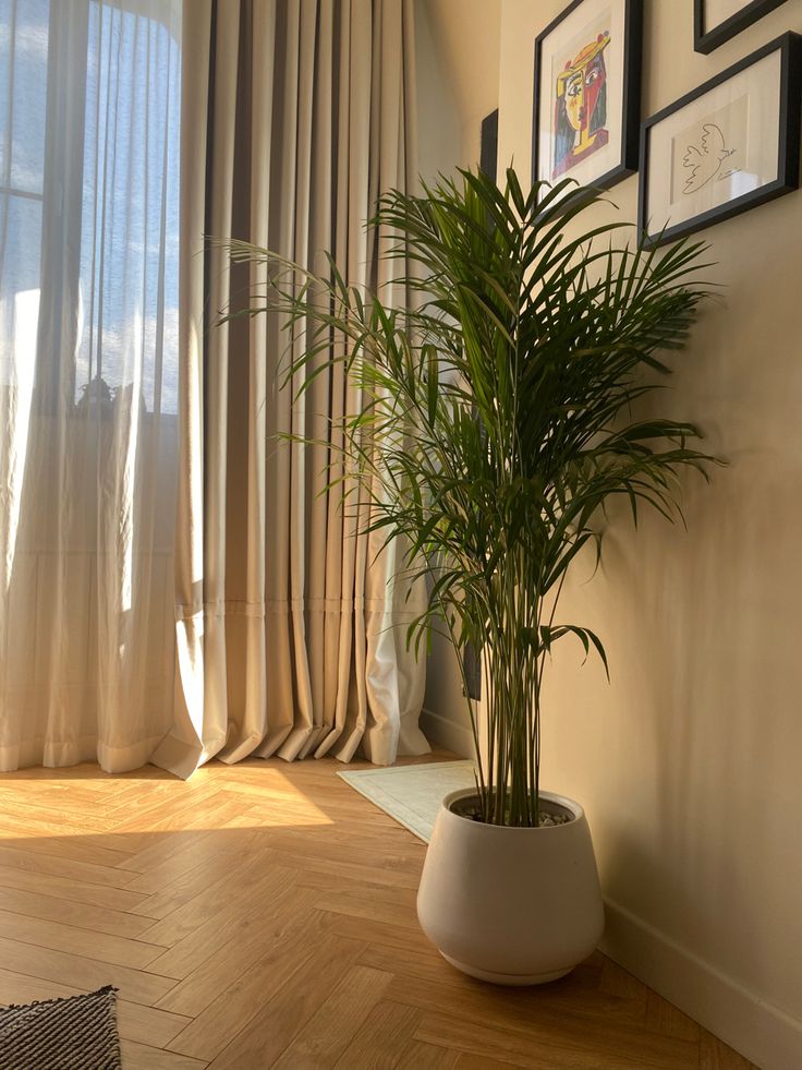 Nhà giàu thường đặt 6 loại cây này để trấn giữ của cải, biến nguy thành an, mở đường cho tài vận- Ảnh 17. Nhà giàu thường đặt 6 loại cây này để trấn giữ của cải, biến nguy thành an, mở đường cho tài vận- Ảnh 17.