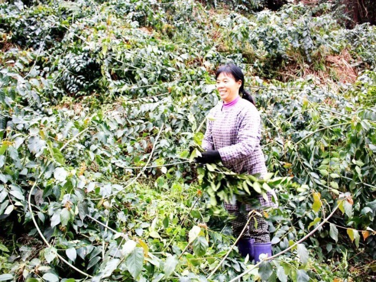 Cây mọc “virus” giá gần nửa triệu/kg, ở Việt Nam mọc hoang um tùm- Ảnh 3. Cây mọc “virus” giá gần nửa triệu/kg, ở Việt Nam mọc hoang um tùm- Ảnh 3.