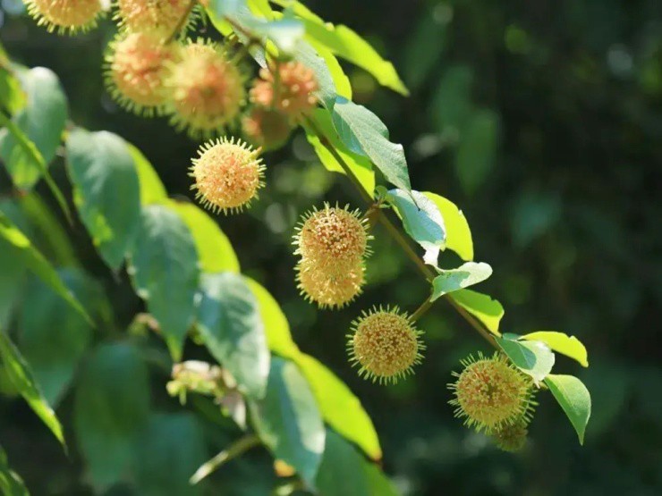 Cây mọc “virus” giá gần nửa triệu/kg, ở Việt Nam mọc hoang um tùm- Ảnh 1. Cây mọc “virus” giá gần nửa triệu/kg, ở Việt Nam mọc hoang um tùm- Ảnh 1.