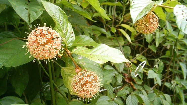 Cây mọc “virus” giá gần nửa triệu/kg, ở Việt Nam mọc hoang um tùm- Ảnh 2. Cây mọc “virus” giá gần nửa triệu/kg, ở Việt Nam mọc hoang um tùm- Ảnh 2.