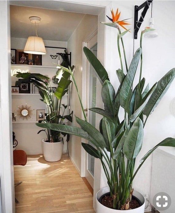 Nhà giàu thường đặt 6 loại cây này để trấn giữ của cải, biến nguy thành an, mở đường cho tài vận- Ảnh 11. Nhà giàu thường đặt 6 loại cây này để trấn giữ của cải, biến nguy thành an, mở đường cho tài vận- Ảnh 11.