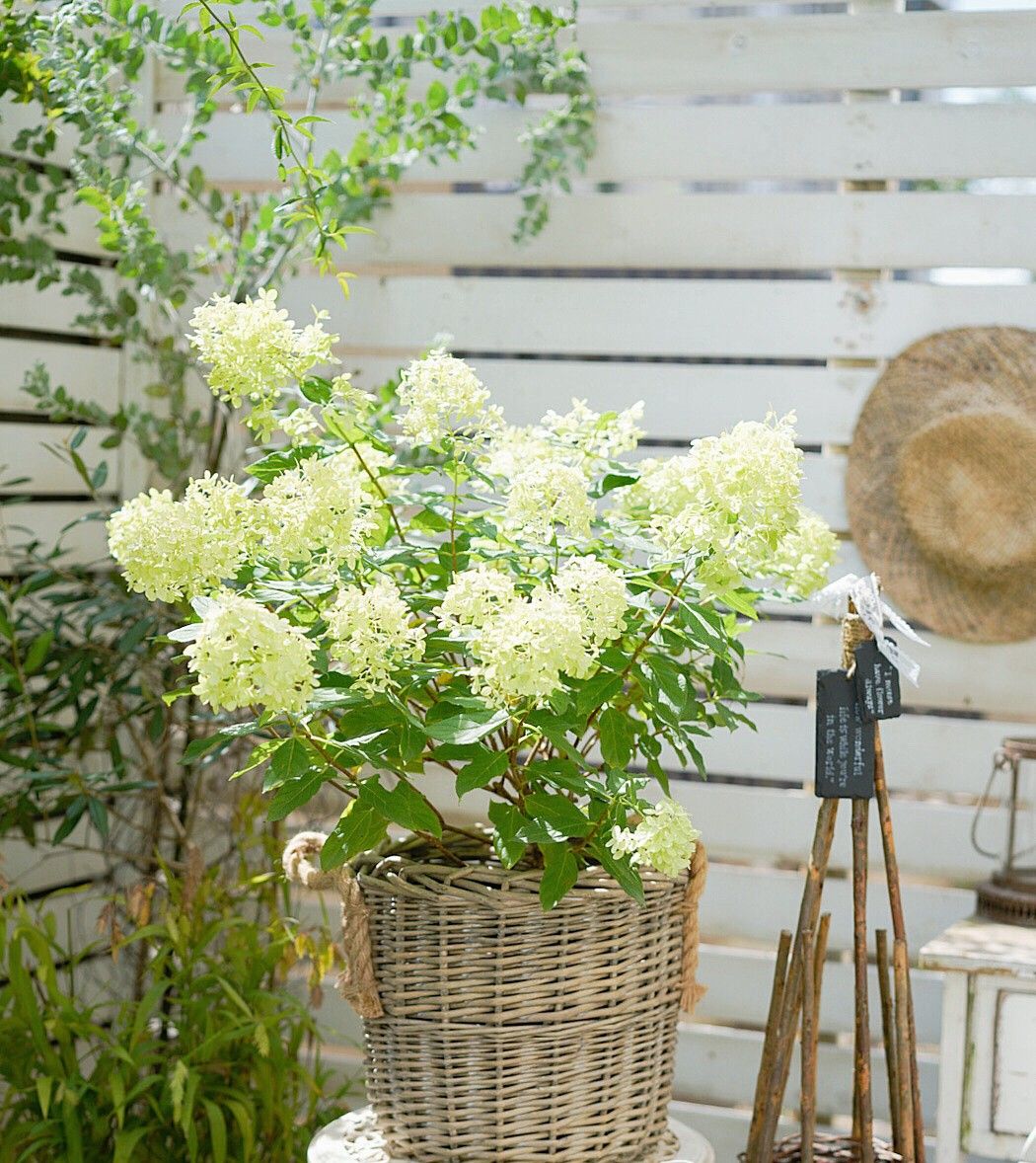Ngỡ như lạc vào xứ sở thần tiên với khu vườn sân thượng 20m², nơi mọi góc nhỏ đều đầy sắc màu và sự sống- Ảnh 1. Ngỡ như lạc vào xứ sở thần tiên với khu vườn sân thượng 20m², nơi mọi góc nhỏ đều đầy sắc màu và sự sống- Ảnh 1.