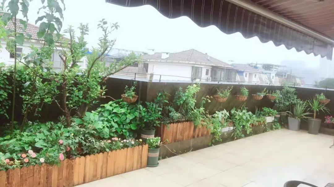 Chịu áp lực suốt thời gian dài, mẹ đảm tìm đến việc làm vườn và biến sân thượng thành thiên đường hoa trái- Ảnh 1. Chịu áp lực suốt thời gian dài, mẹ đảm tìm đến việc làm vườn và biến sân thượng thành thiên đường hoa trái- Ảnh 1.