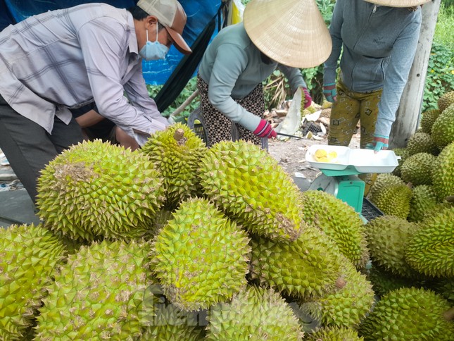 Sầu riêng ‘rẻ như bèo’ bán đầy đường- Ảnh 5. Sầu riêng ‘rẻ như bèo’ bán đầy đường- Ảnh 5.
