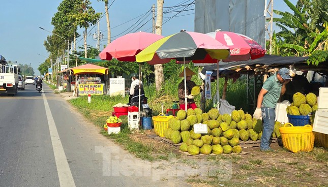 Sầu riêng ‘rẻ như bèo’ bán đầy đường- Ảnh 11. Sầu riêng ‘rẻ như bèo’ bán đầy đường- Ảnh 11.