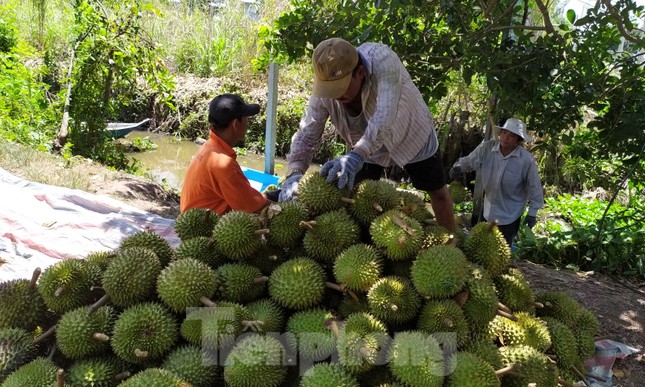 Sầu riêng ‘rẻ như bèo’ bán đầy đường- Ảnh 10. Sầu riêng ‘rẻ như bèo’ bán đầy đường- Ảnh 10.