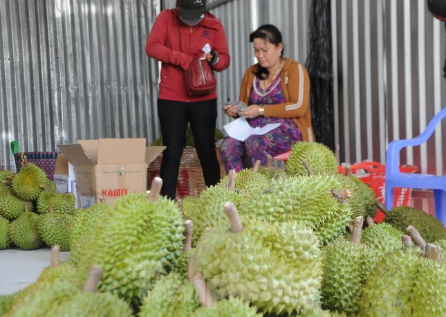 Sầu riêng ‘rẻ như bèo’ bán đầy đường- Ảnh 9. Sầu riêng ‘rẻ như bèo’ bán đầy đường- Ảnh 9.