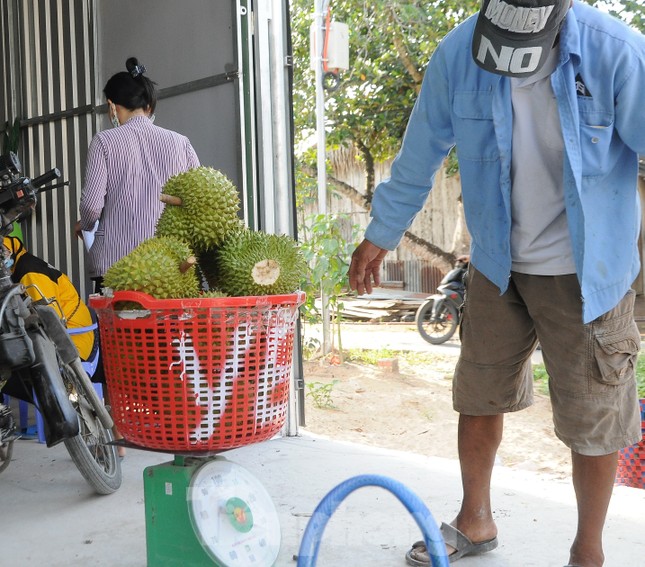 Sầu riêng ‘rẻ như bèo’ bán đầy đường- Ảnh 8. Sầu riêng ‘rẻ như bèo’ bán đầy đường- Ảnh 8.