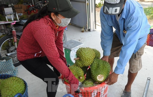 Sầu riêng ‘rẻ như bèo’ bán đầy đường- Ảnh 7. Sầu riêng ‘rẻ như bèo’ bán đầy đường- Ảnh 7.