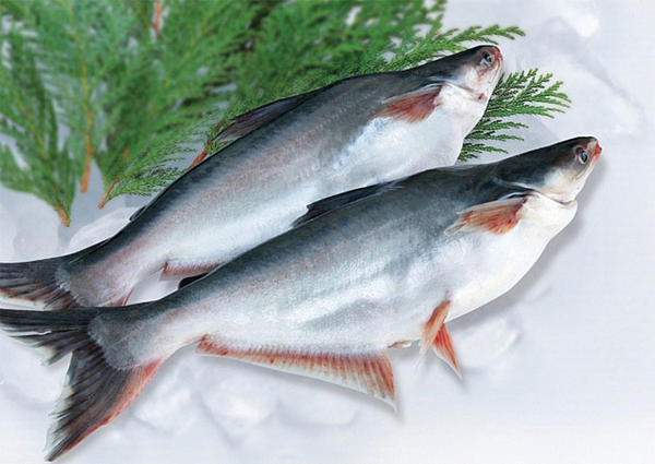 1 loại cá Việt Nam được Mỹ bỏ 69 triệu USD để thu mua: Thịt mềm, ít xương, giàu omega-3, ngừa nhiều bệnh mãn tính- Ảnh 1. 1 loại cá Việt Nam được Mỹ bỏ 69 triệu USD để thu mua: Thịt mềm, ít xương, giàu omega-3, ngừa nhiều bệnh mãn tính- Ảnh 1.