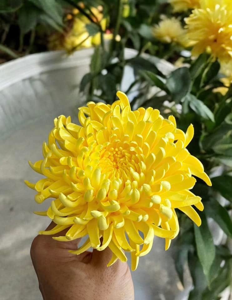 Chàng trai TP.HCM làm hoa bằng kem 'thật còn hơn cả hoa thật'- Ảnh 17. Chàng trai TP.HCM làm hoa bằng kem 'thật còn hơn cả hoa thật'- Ảnh 17.
