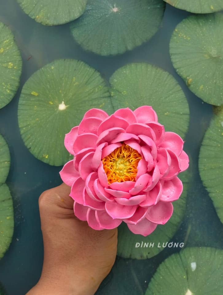 Chàng trai TP.HCM làm hoa bằng kem 'thật còn hơn cả hoa thật'- Ảnh 21. Chàng trai TP.HCM làm hoa bằng kem 'thật còn hơn cả hoa thật'- Ảnh 21.