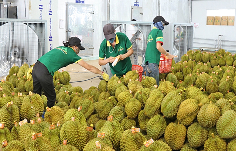 Xử lý thông tin "Sầu riêng vẫn loay hoay giải quyết chất vàng O"- Ảnh 1. Xử lý thông tin "Sầu riêng vẫn loay hoay giải quyết chất vàng O"- Ảnh 1.