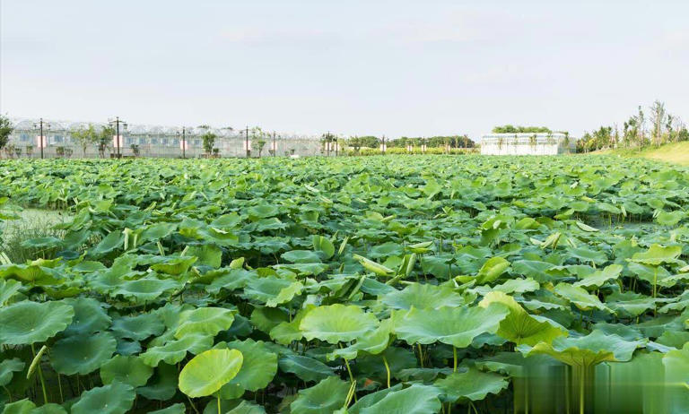 5 loại rau "không bao giờ bị phun thuốc trừ sâu" đang vào mùa, bổ dưỡng như nhân sâm, nhất là cái số 3- Ảnh 3. 5 loại rau "không bao giờ bị phun thuốc trừ sâu" đang vào mùa, bổ dưỡng như nhân sâm, nhất là cái số 3- Ảnh 3.