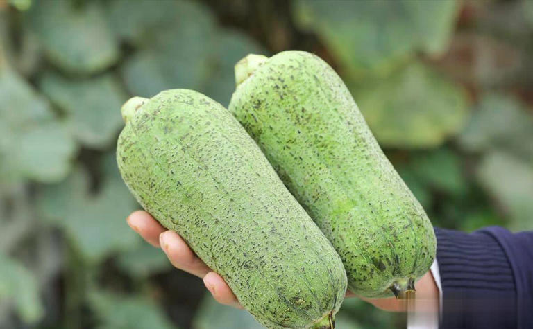 5 loại rau "không bao giờ bị phun thuốc trừ sâu" đang vào mùa, bổ dưỡng như nhân sâm, nhất là cái số 3- Ảnh 1. 5 loại rau "không bao giờ bị phun thuốc trừ sâu" đang vào mùa, bổ dưỡng như nhân sâm, nhất là cái số 3- Ảnh 1.