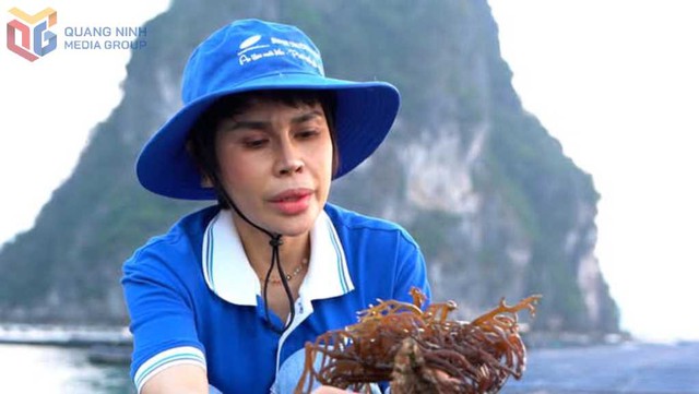 Khai mở "mỏ vàng dưới biển": Giá tăng gấp 3, ngư dân ung dung thu bạc tỷ mỗi tháng- Ảnh 3. Khai mở "mỏ vàng dưới biển": Giá tăng gấp 3, ngư dân ung dung thu bạc tỷ mỗi tháng- Ảnh 3.