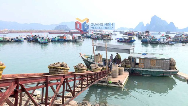 Khai mở "mỏ vàng dưới biển": Giá tăng gấp 3, ngư dân ung dung thu bạc tỷ mỗi tháng- Ảnh 1. Khai mở "mỏ vàng dưới biển": Giá tăng gấp 3, ngư dân ung dung thu bạc tỷ mỗi tháng- Ảnh 1.
