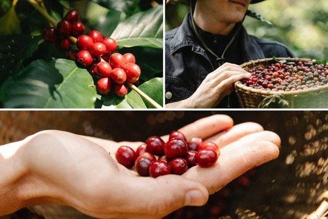 Cà phê Robusta Việt Nam đang bị đe dọa- Ảnh 1. Cà phê Robusta Việt Nam đang bị đe dọa- Ảnh 1.