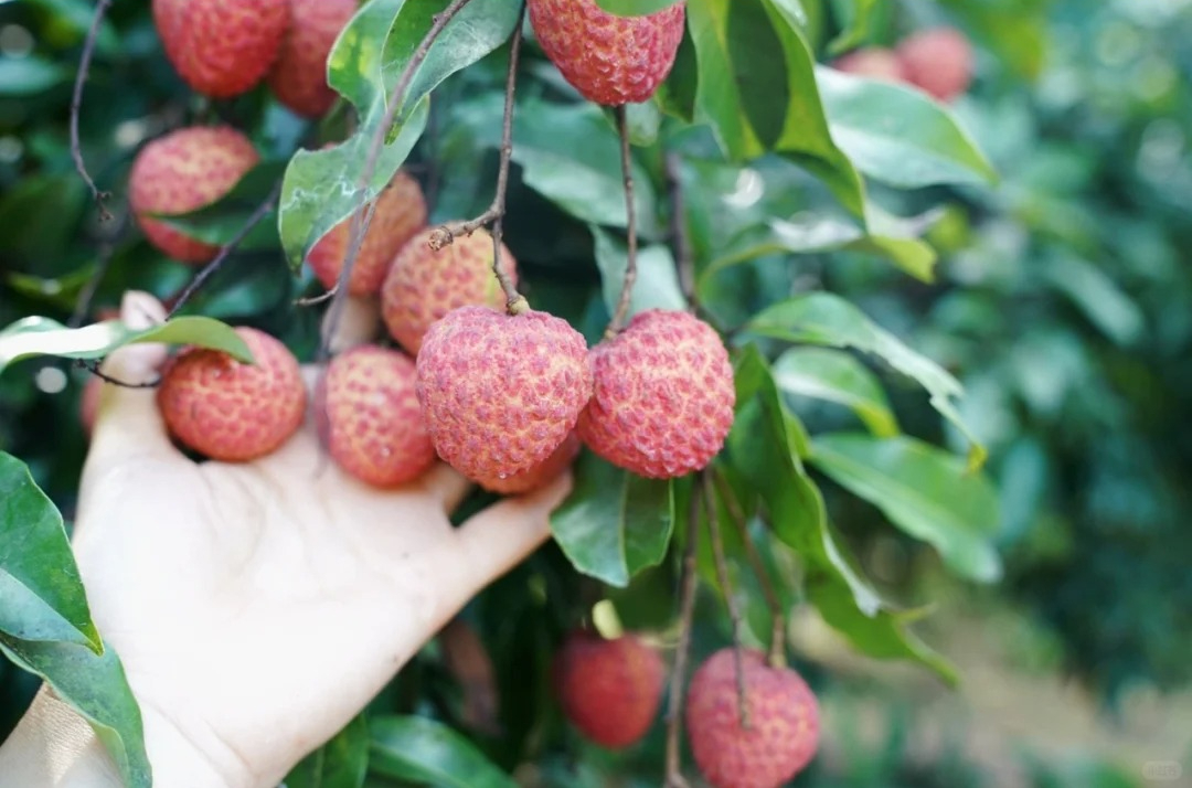 Mùa vải đến rồi, nhưng đừng vội mua nếu gặp 4 kiểu này – ai mua là tiếc đứt ruột!- Ảnh 2. Mùa vải đến rồi, nhưng đừng vội mua nếu gặp 4 kiểu này – ai mua là tiếc đứt ruột!- Ảnh 2.