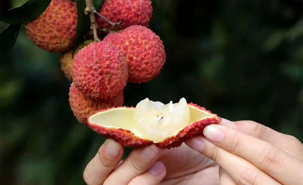 Mùa vải đến rồi, nhưng đừng vội mua nếu gặp 4 kiểu này – ai mua là tiếc đứt ruột!- Ảnh 4. Mùa vải đến rồi, nhưng đừng vội mua nếu gặp 4 kiểu này – ai mua là tiếc đứt ruột!- Ảnh 4.