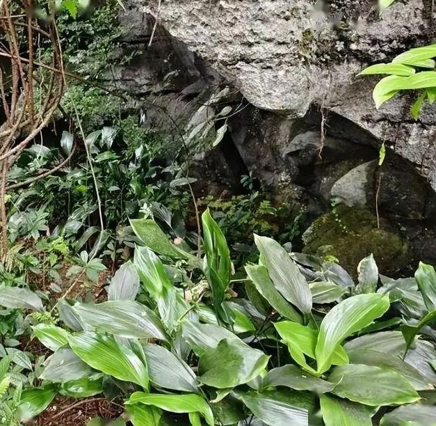 Loài cây cực kỳ quý hiếm, tưởng đã tuyệt chủng hơn 70 năm bất ngờ xuất hiện khiến các chuyên gia vui mừng- Ảnh 1. Loài cây cực kỳ quý hiếm, tưởng đã tuyệt chủng hơn 70 năm bất ngờ xuất hiện khiến các chuyên gia vui mừng- Ảnh 1.