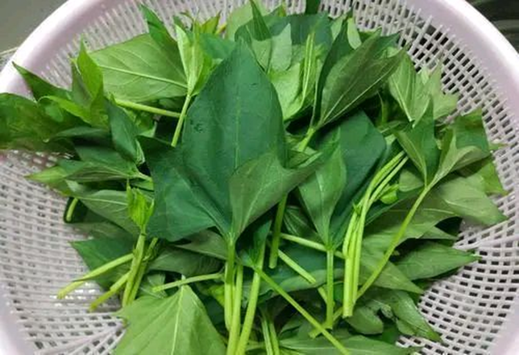 5 loại rau "không bao giờ bị phun thuốc trừ sâu" đang vào mùa, bổ dưỡng như nhân sâm, nhất là cái số 3- Ảnh 4. 5 loại rau "không bao giờ bị phun thuốc trừ sâu" đang vào mùa, bổ dưỡng như nhân sâm, nhất là cái số 3- Ảnh 4.