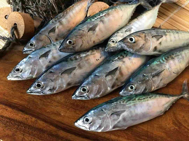 Cá hồi chỉ đứng thứ 3 trong bảng xếp hạng DHA, nhà vô địch thực sự là loại cá rẻ bèo này- Ảnh 10. Cá hồi chỉ đứng thứ 3 trong bảng xếp hạng DHA, nhà vô địch thực sự là loại cá rẻ bèo này- Ảnh 10.