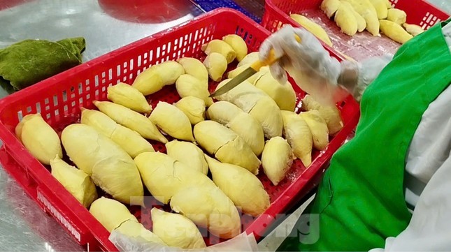 'Báo động đỏ' sầu riêng Việt Nam- Ảnh 1. 'Báo động đỏ' sầu riêng Việt Nam- Ảnh 1.