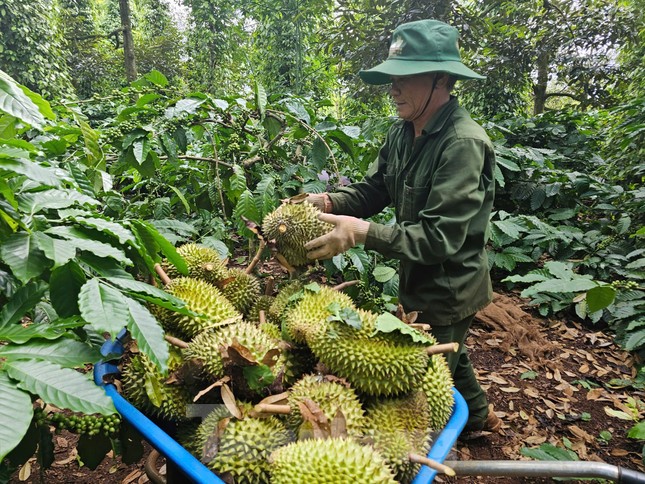 'Báo động đỏ' sầu riêng Việt Nam- Ảnh 2. 'Báo động đỏ' sầu riêng Việt Nam- Ảnh 2.