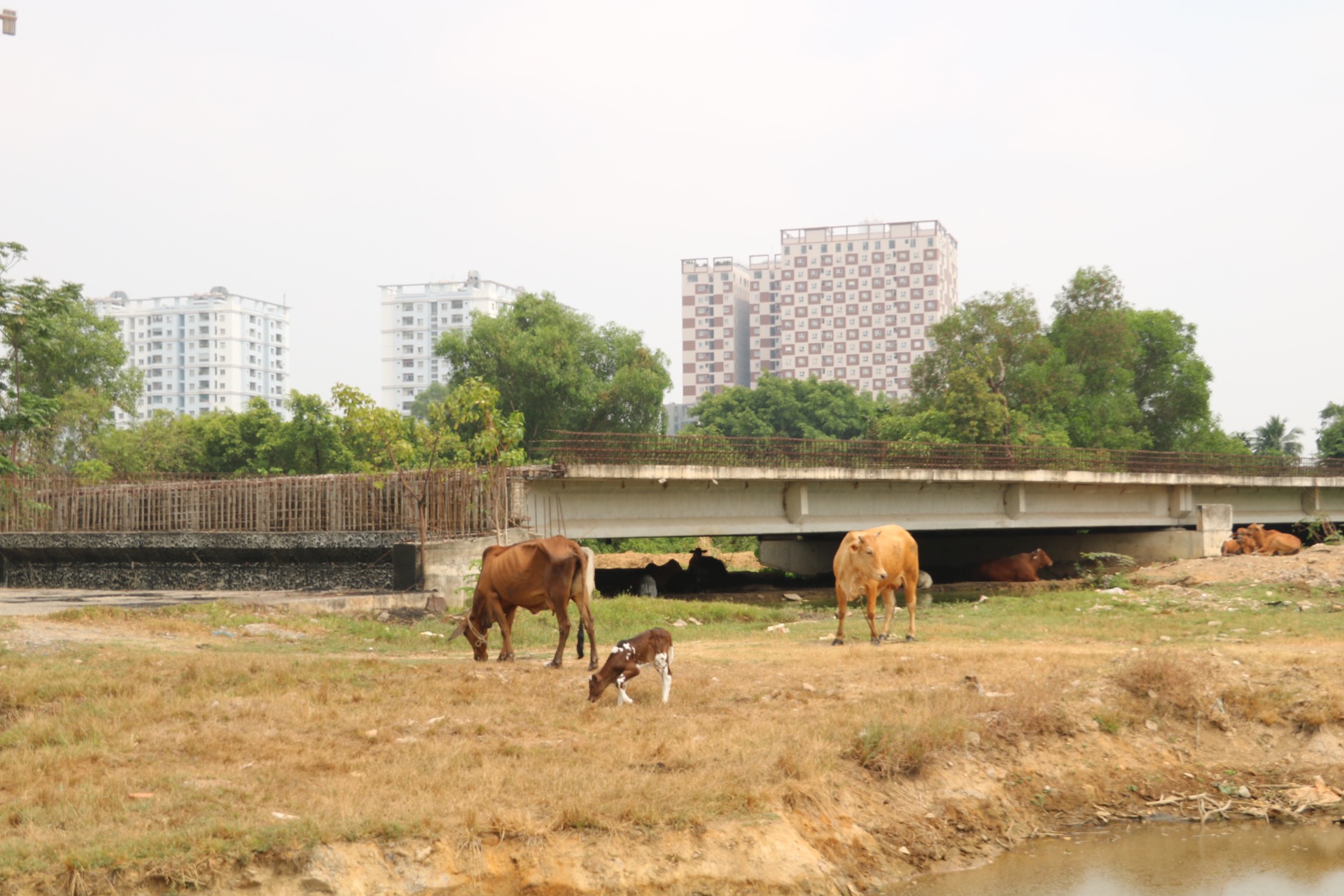Đoạn Vành đai 2 “ngủ quên” giữa lòng TP Thủ Đức- Ảnh 2. Đoạn Vành đai 2 “ngủ quên” giữa lòng TP Thủ Đức- Ảnh 2.