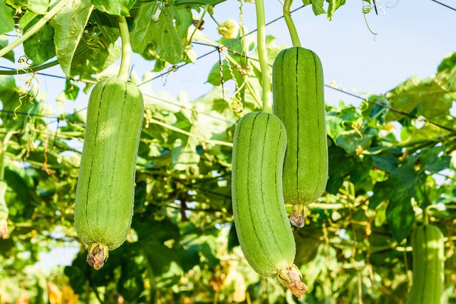 Việt Nam có loại quả “nấu trong bếp mà thơm 3 gian nhà”, giàu chất xơ nhưng cực ít calo, không lo phun thuốc trừ sâu- Ảnh 1. Việt Nam có loại quả “nấu trong bếp mà thơm 3 gian nhà”, giàu chất xơ nhưng cực ít calo, không lo phun thuốc trừ sâu- Ảnh 1.