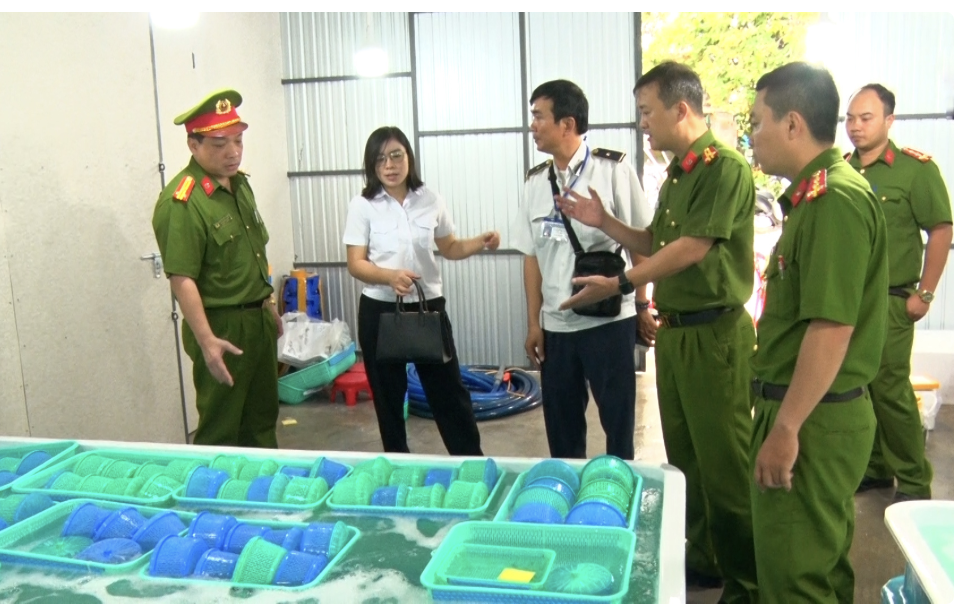 Khánh Hòa tiêu hủy gần 850.000 con tôm hùm- Ảnh 1. Khánh Hòa tiêu hủy gần 850.000 con tôm hùm- Ảnh 1.