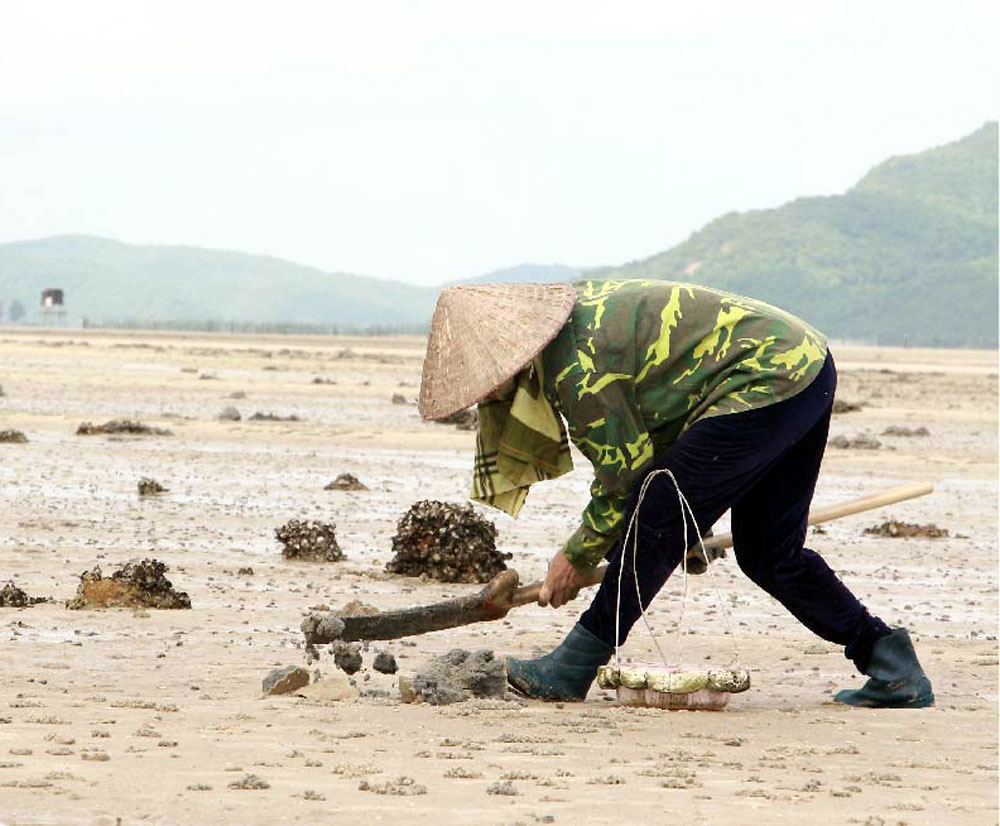 Loài giun biển từng nghĩ đến đã sợ nay lột xác thành 'mì chính của nhà giàu', giá lên đến 10 triệu đồng/kg- Ảnh 2. Loài giun biển từng nghĩ đến đã sợ nay lột xác thành 'mì chính của nhà giàu', giá lên đến 10 triệu đồng/kg- Ảnh 2.