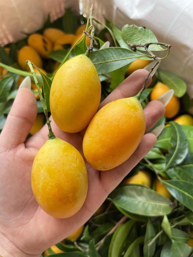 Loại quả dùng để nấu canh chua ngon hơn sấu, được ví như thuốc bổ, bán đầy chợ giá chỉ vài chục nghìn/cân- Ảnh 3. Loại quả dùng để nấu canh chua ngon hơn sấu, được ví như thuốc bổ, bán đầy chợ giá chỉ vài chục nghìn/cân- Ảnh 3.