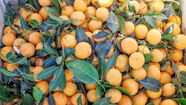 Loại quả dùng để nấu canh chua ngon hơn sấu, được ví như thuốc bổ, bán đầy chợ giá chỉ vài chục nghìn/cân- Ảnh 1. Loại quả dùng để nấu canh chua ngon hơn sấu, được ví như thuốc bổ, bán đầy chợ giá chỉ vài chục nghìn/cân- Ảnh 1.
